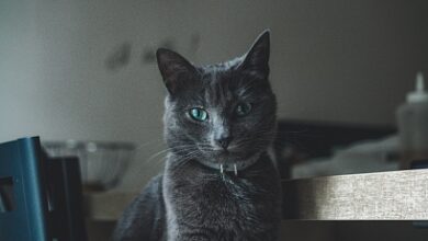 Photo of Гугл запустил обновление метода борьбы со мусором August Spam Update